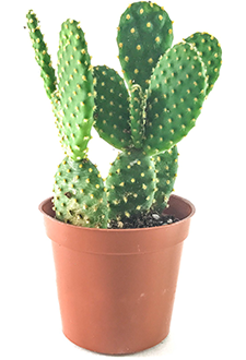 Bunny Ears Cactus