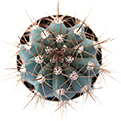 Top View of Melocactus Azureus Cactus