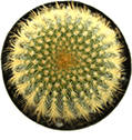 Top View of Notocactus Golden Ball Cactus