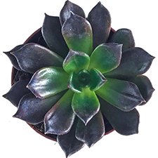 Echeveria Black Prince