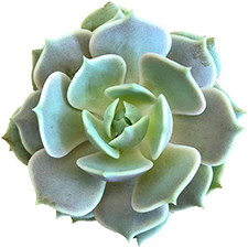 Echeveria Lola