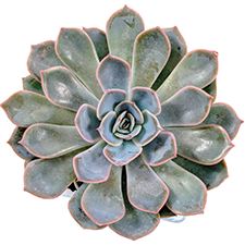 Echeveria Orion