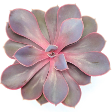 Echeveria Perle von Nurnberg