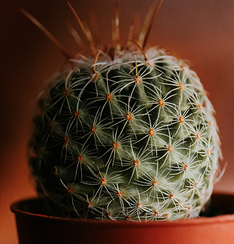 Green Cactus in Pot