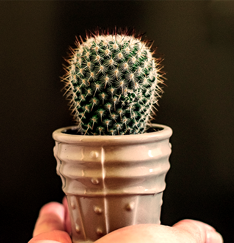 Cactus in Pot on Palm