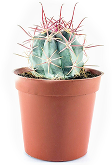 Melocactus Azureus