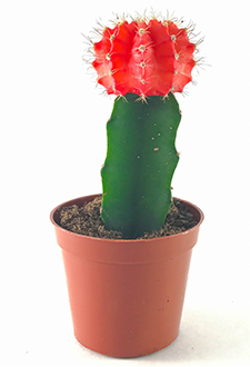 Moon Cactus