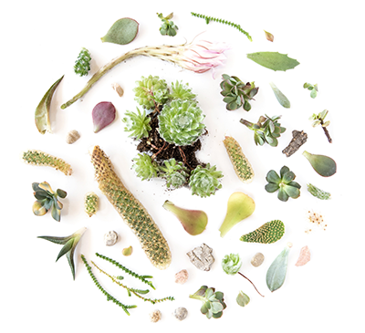 Various Succulant Plant Images